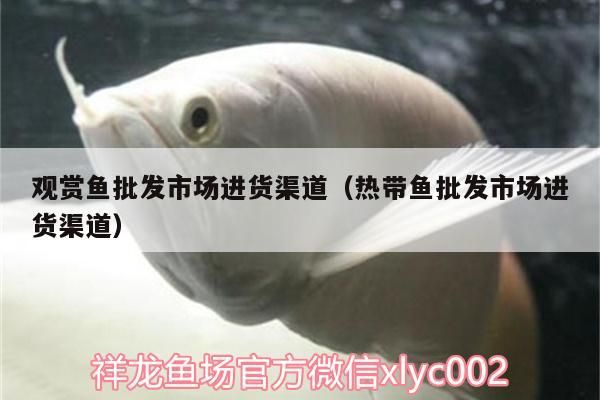 觀賞魚批發(fā)市場進(jìn)貨渠道（熱帶魚批發(fā)市場進(jìn)貨渠道）（觀賞魚批發(fā)市場的進(jìn)貨渠道）