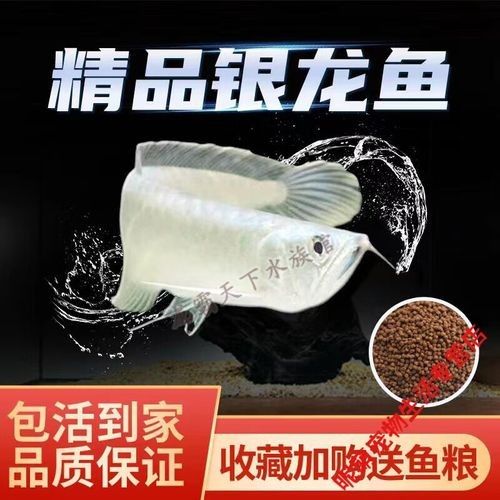 普通龍魚多少錢一條（普通龍魚價格波動大嗎普通龍魚多少錢一只江月行客） 普通龍魚多少錢一條（普通龍魚價格波動大嗎普通龍魚多少錢一只江月行客） 觀賞魚百科 第1張