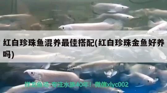 紅白珍珠魚混養最佳搭配(紅白珍珠金魚好養嗎)