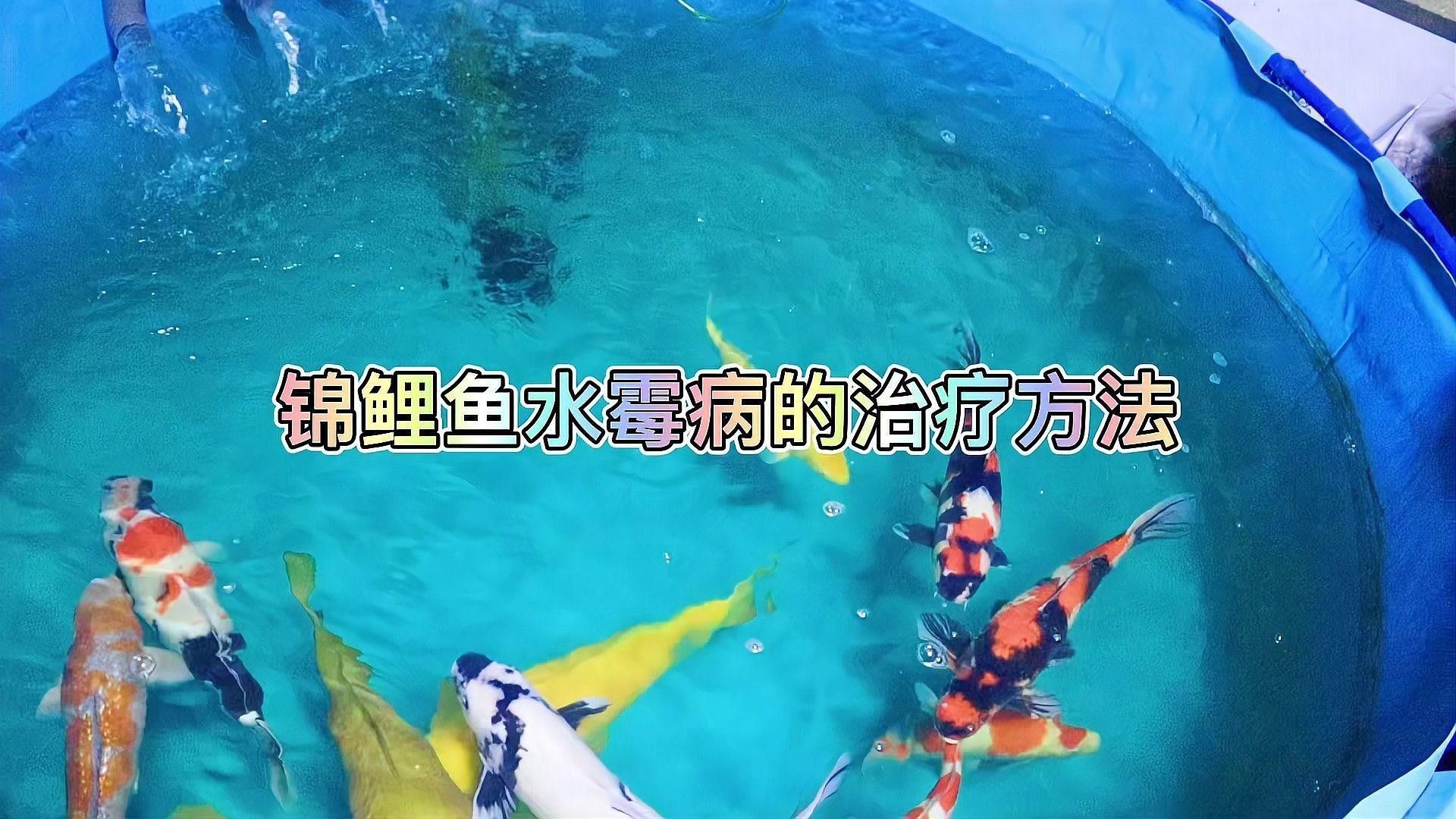 錦鯉魚常見的疾病（錦鯉魚常見疾病）