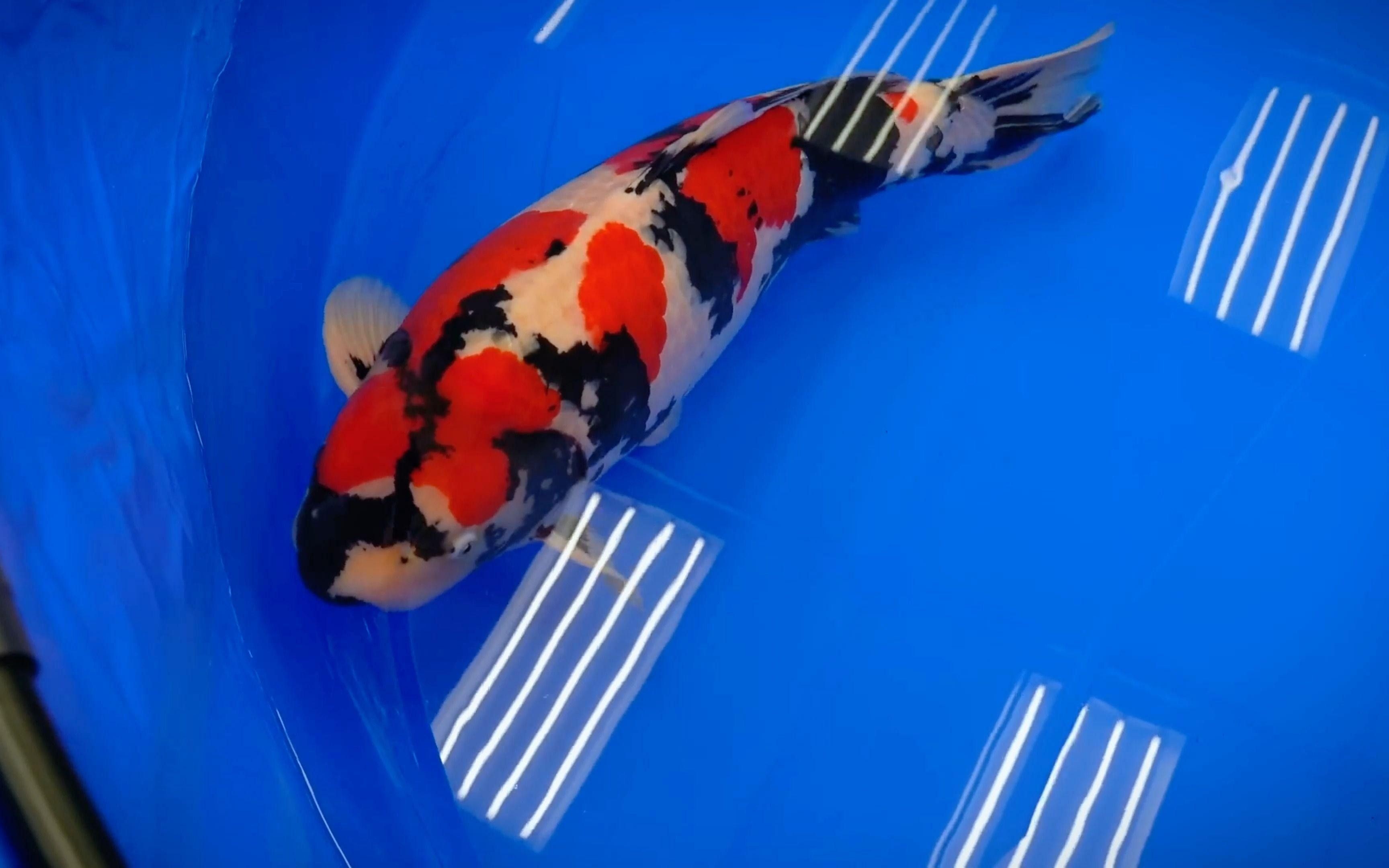錦鯉魚常見的疾病（錦鯉魚常見疾病）