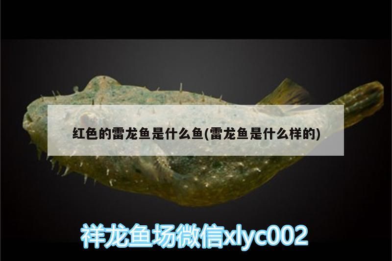 紅色的雷龍魚是什么魚(雷龍魚是什么樣的)（紅色的雷龍魚是什么魚）