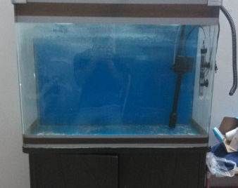 廣州魚缸哪里買最便宜實惠的好：廣州購買魚缸時既便宜又實惠的地方：廣州觀賞魚市場