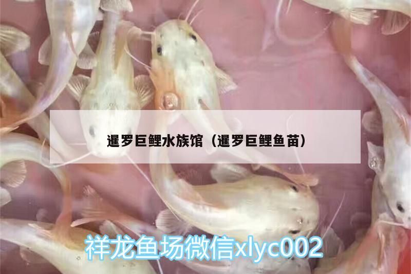 暹羅巨鯉水族館（暹羅巨鯉魚苗）（世界發現最大的魚）