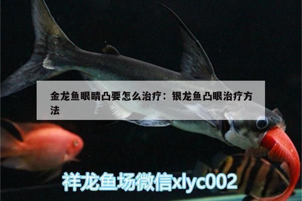 紅龍魚細菌感染（紅龍魚細菌感染怎么治）（紅龍魚細菌感染的癥狀、成因以及治療方法） 紅龍魚細菌感染（紅龍魚細菌感染怎么治）（紅龍魚細菌感染的癥狀、成因以及治療方法） 觀賞魚百科