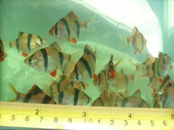 自貢觀賞魚批發(fā)市場（自貢花市自貢觀賞魚批發(fā)市場、燈桿壩一帶自貢鳥市場）