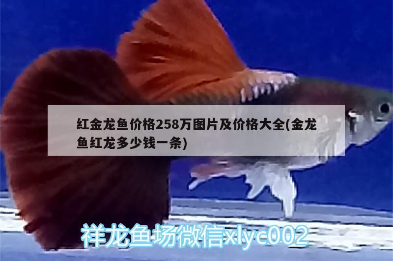 紅金龍魚價格258萬圖片及價格大全(金龍魚紅龍多少錢一條)（紅金龍魚價格258萬圖片及價格258萬圖片及價格大全）