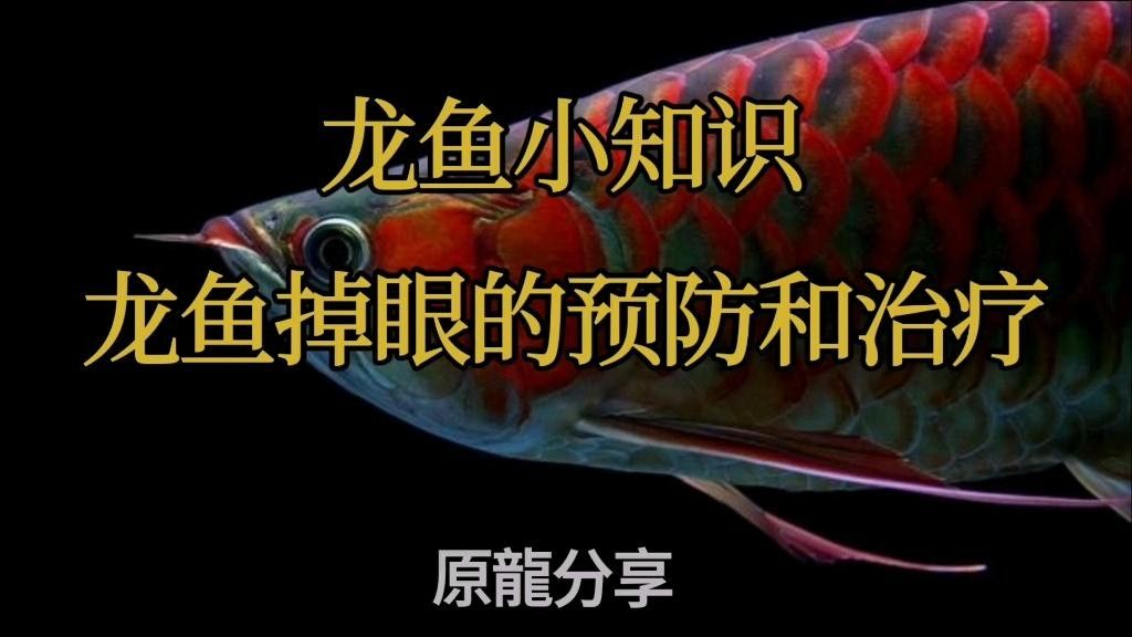 紅龍魚單側(cè)掉眼最簡單三個辦法（紅龍魚單側(cè)掉眼怎么辦） 紅龍魚單側(cè)掉眼最簡單三個辦法（紅龍魚單側(cè)掉眼怎么辦） 觀賞魚百科 第2張