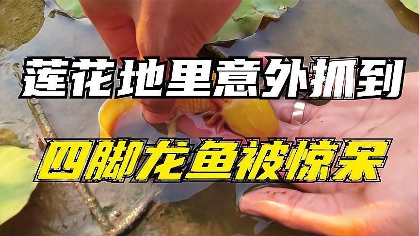 四腳龍魚圖片（四腳龍魚的飼養方法）