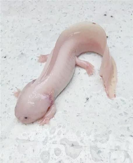 金龍魚恢復期間多久喂一次，金龍魚恢復期喂食管理表