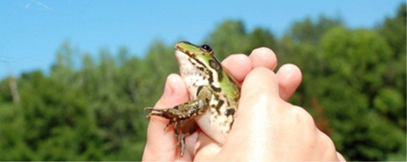 六角龍魚缸要放多少水合適(六角龍魚缸里怎么布置) 六角龍魚缸要放多少水合適(六角龍魚缸里怎么布置) 觀賞魚百科 第1張