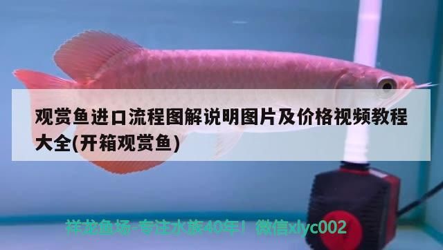 觀賞魚進口流程圖解說明圖片及價格視頻教程大全(開箱觀賞魚)（【觀賞魚進口流程圖解說明圖片及價格視頻教程大全）