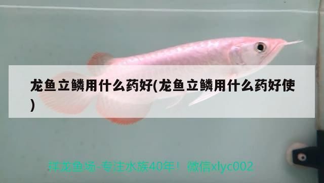 龍魚立鱗用什么藥好(龍魚立鱗用什么藥好使) 龍魚立鱗用什么藥好(龍魚立鱗用什么藥好使) 觀賞魚百科
