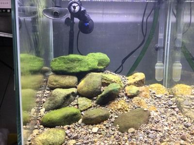 深海黑龍魚是什么魚類(深海黑龍魚圖片大全大圖) 深海黑龍魚是什么魚類(深海黑龍魚圖片大全大圖) 觀賞魚百科