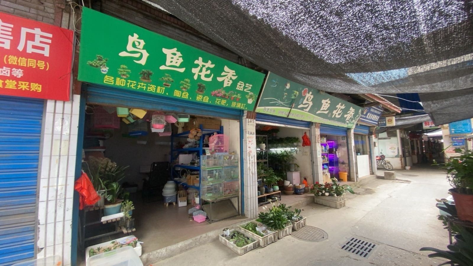 蒼溪紅龍魚（蒼溪縣觀賞魚嗶哩嗶哩,紅龍魚如何養(yǎng)寬身萌寵日常趣事聽）