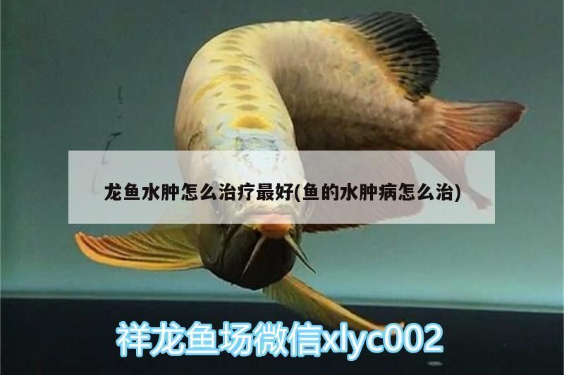 龍魚水腫怎么治療最好(魚的水腫病怎么治)（龍魚水腫怎么治療）