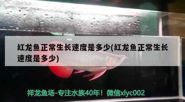 龍魚身上有白色絮狀物怎么辦啊視頻教程（龍魚身上有白色絮狀物怎么辦啊視頻教程）（如果龍魚身上出現白色絮狀物是由寄生蟲引起的）