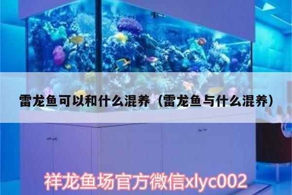 雷龍魚可以和什么混養(yǎng)（雷龍魚與什么混養(yǎng)）（雷龍魚可以和什么混養(yǎng)）