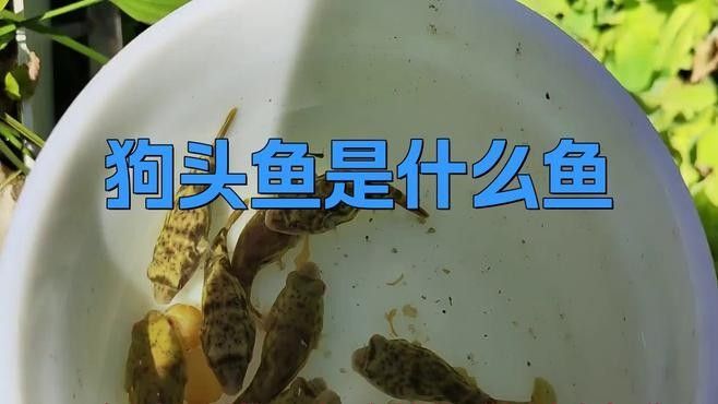 狗頭魚是什么魚（狗頭魚是什么魚曉糖糖） 狗頭魚是什么魚（狗頭魚是什么魚曉糖糖） 觀賞魚百科 第3張