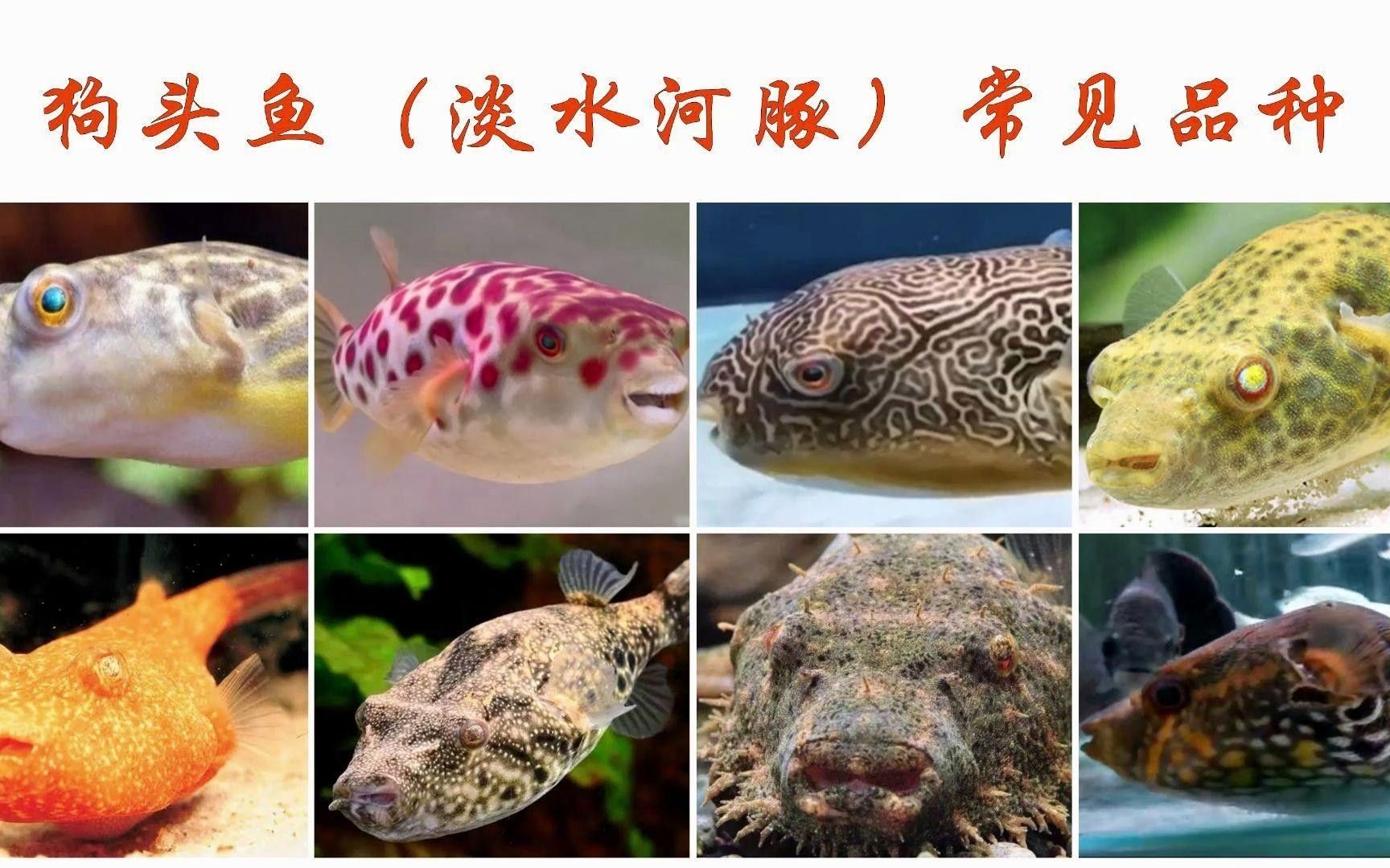 狗頭魚是什么魚（狗頭魚是什么魚曉糖糖） 狗頭魚是什么魚（狗頭魚是什么魚曉糖糖） 觀賞魚百科 第4張