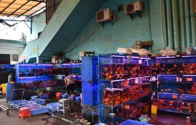 芳村花鳥魚蟲新世界幾點關門錦鯉市場（廣州芳村花鳥魚蟲新世界） 芳村花鳥魚蟲新世界幾點關門錦鯉市場（廣州芳村花鳥魚蟲新世界） 觀賞魚百科 第3張
