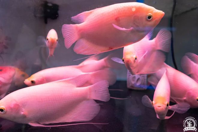 芳村花鳥魚蟲新世界幾點關門錦鯉市場（廣州芳村花鳥魚蟲新世界） 芳村花鳥魚蟲新世界幾點關門錦鯉市場（廣州芳村花鳥魚蟲新世界） 觀賞魚百科 第4張
