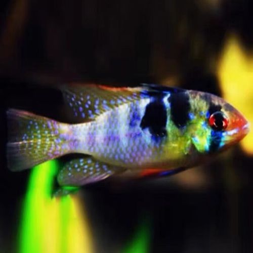 鳳凰 魚（關(guān)于鳳凰魚的介紹）