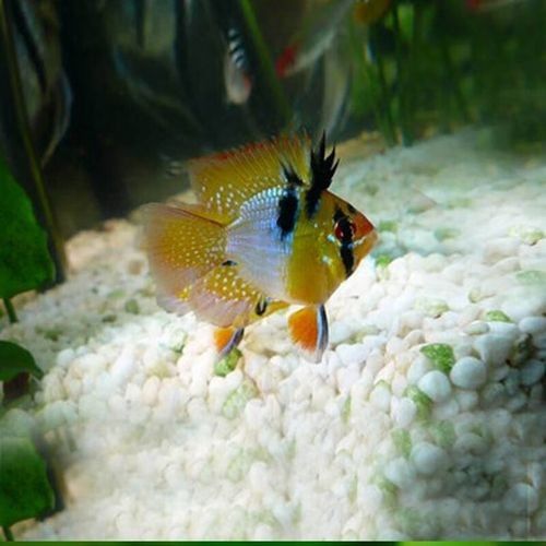 鳳凰 魚（關(guān)于鳳凰魚的介紹）