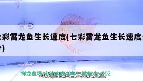 七彩雷龍魚生長速度(七彩雷龍魚生長速度多少)（七彩雷龍魚生長速度多少）