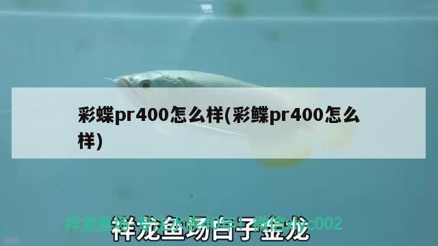 紅龍魚和七彩混養(yǎng)會(huì)怎么樣(七彩龍魚可以和什么魚混養(yǎng))（卡西歐gst-400g-400g-1a9怎么樣）