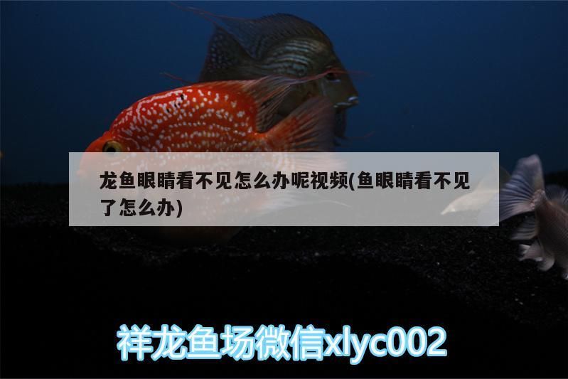 龍魚眼睛看不見怎么辦呢視頻(魚眼睛看不見了怎么辦)