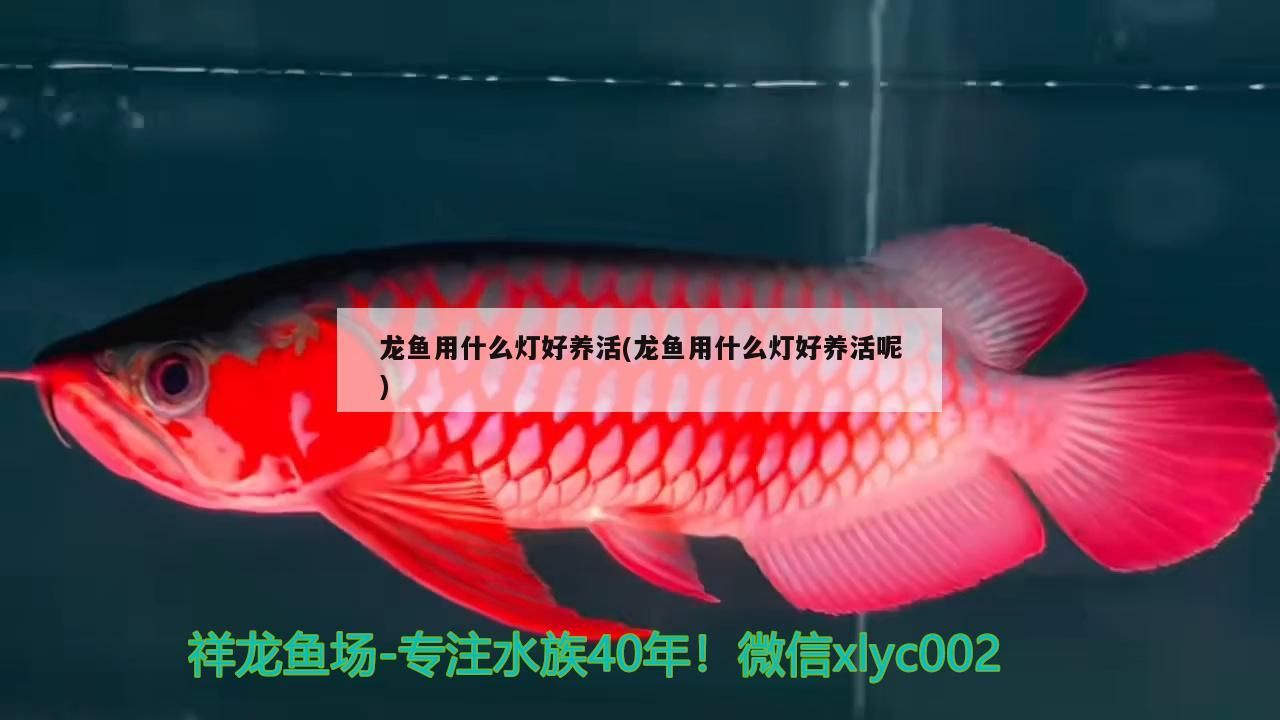 龍魚用什么燈好養活(龍魚用什么燈好養活呢) 龍魚用什么燈好養活(龍魚用什么燈好養活呢) 觀賞魚百科