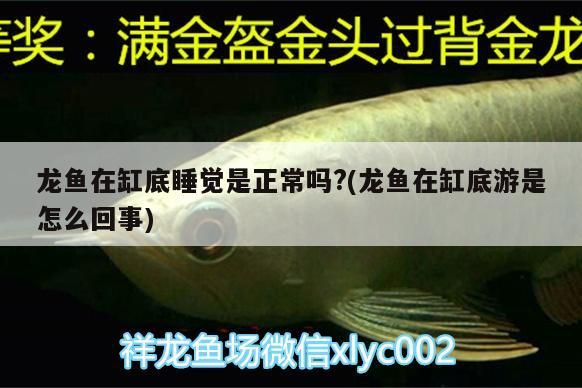龍魚在缸底睡覺是正常嗎?(龍魚在缸底游是怎么回事) 龍魚在缸底睡覺是正常嗎?(龍魚在缸底游是怎么回事) 觀賞魚百科