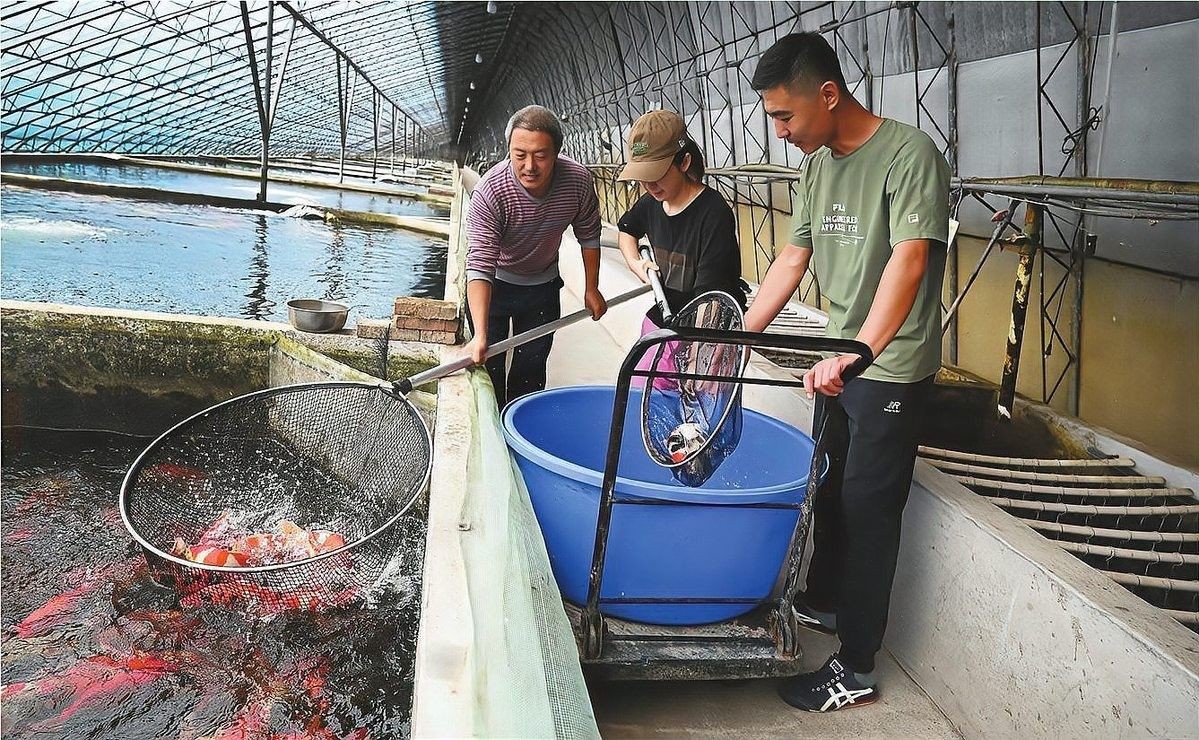 遼陽縣龍魚（遼寧遼陽縣龍魚的養殖技術有哪些？） 遼陽縣龍魚（遼寧遼陽縣龍魚的養殖技術有哪些？） 觀賞魚百科 第1張