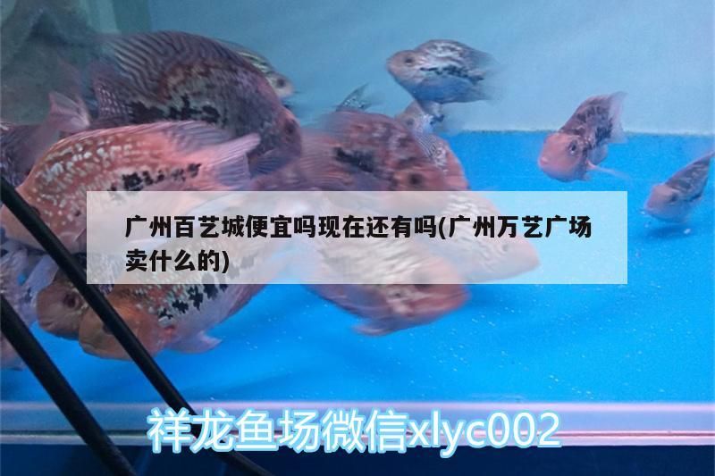 廣州百藝城便宜嗎現在還有嗎(廣州萬藝廣場賣什么的)