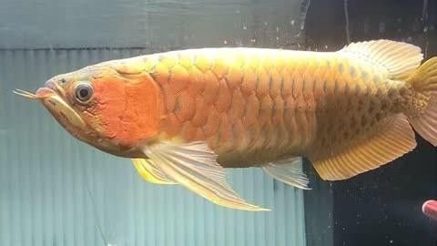 怎么判斷龍魚腹水圖片視頻（如何判斷龍魚是否患有腹水） 怎么判斷龍魚腹水圖片視頻（如何判斷龍魚是否患有腹水） 觀賞魚百科 第1張