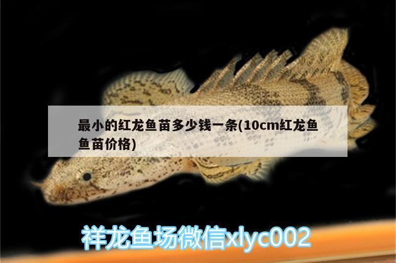 最小的紅龍魚苗多少錢一條(10cm紅龍魚魚苗價格)（最小的紅龍魚苗多少錢一條）