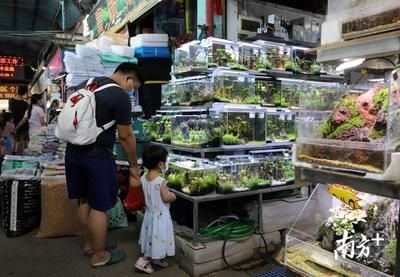 芳村花鳥魚蟲市場搬到什么地方去了呢：芳村花鳥魚蟲市場已經開始搬遷，廣州花鳥魚蟲市場已開始搬遷