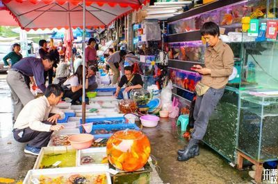 芳村花鳥魚蟲市場搬到什么地方去了呢：芳村花鳥魚蟲市場已經開始搬遷，廣州花鳥魚蟲市場已開始搬遷