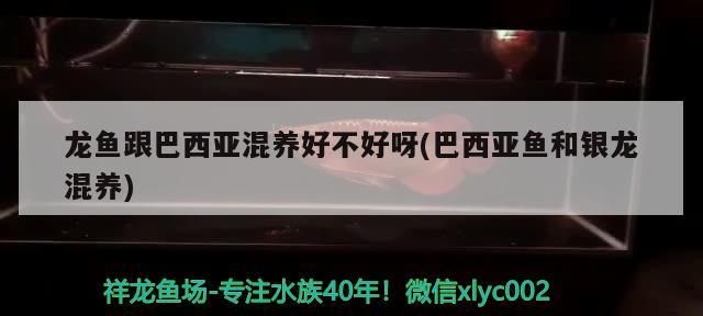 龍魚跟巴西亞混養(yǎng)好不好呀(巴西亞魚和銀龍混養(yǎng))（巴西亞魚與龍魚混養(yǎng)好不好呀,龍魚與龍魚混養(yǎng)好不好）