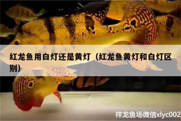 紅龍魚用白燈還是黃燈（紅龍魚黃燈和白燈區(qū)別）（紅龍魚燈光選擇和水溫管理紅龍魚燈光選擇和水溫管理）