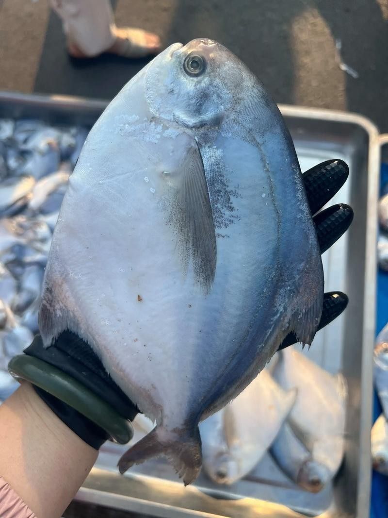鯧魚品種圖（12種鯧魚,來看看有沒有你不認識的）