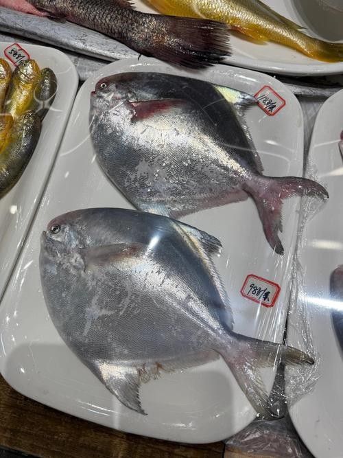 鯧魚品種圖（12種鯧魚,來看看有沒有你不認識的）