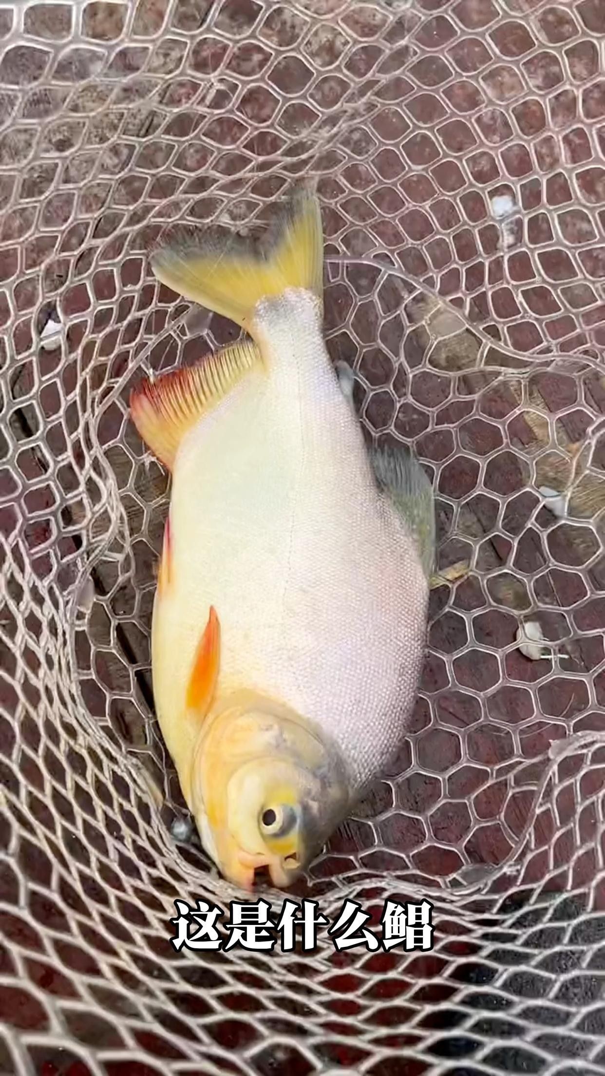 鯧魚品種圖（12種鯧魚,來看看有沒有你不認識的）