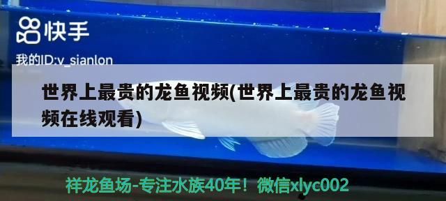 世界上最貴的龍魚視頻(世界上最貴的龍魚視頻在線觀看)（世界上最貴的龍魚視頻）