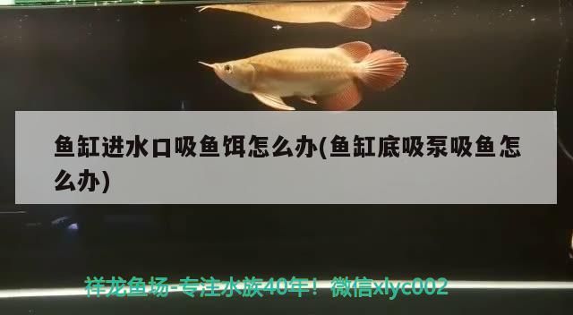 觀賞魚 魚缸對(duì)角流水(魚缸水流死角) 觀賞魚百科 魚缸對(duì)角流水(魚缸水流死角) 魚缸對(duì)角流水(魚缸水流死角) 觀賞魚百科
