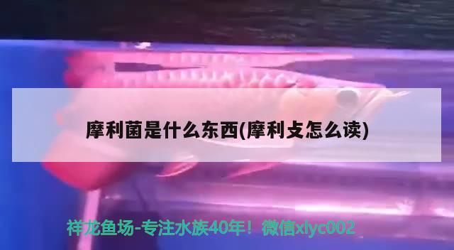 摩利菌是什么東西(摩利攴怎么讀)（摩利菌與真菌） 摩利菌是什么東西(摩利攴怎么讀)（摩利菌與真菌） 觀賞魚百科