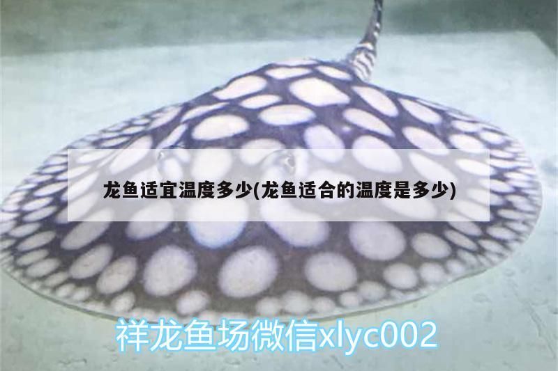 龍魚適宜溫度多少(龍魚適合的溫度是多少)（金龍魚的水溫多少度正好？） 龍魚適宜溫度多少(龍魚適合的溫度是多少)（金龍魚的水溫多少度正好？） 觀賞魚百科