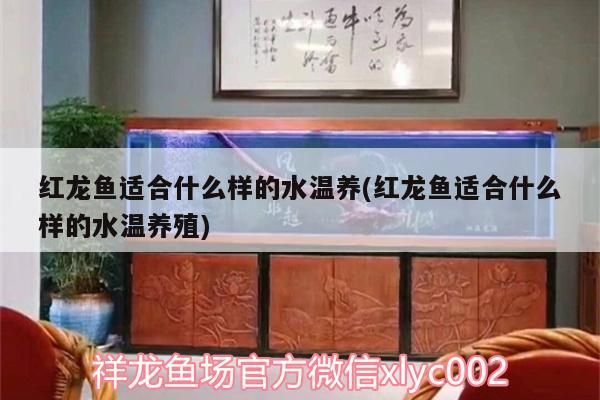 紅龍魚適合什么樣的水溫養(yǎng)(紅龍魚適合什么樣的水溫養(yǎng)殖)（紅龍魚適合什么樣的水溫養(yǎng)） 紅龍魚適合什么樣的水溫養(yǎng)(紅龍魚適合什么樣的水溫養(yǎng)殖)（紅龍魚適合什么樣的水溫養(yǎng)） 觀賞魚百科
