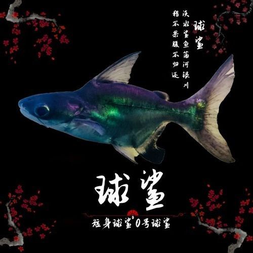 鯊魚基本品牌有哪些（鯊魚基本品牌是一系列由著名設(shè)計(jì)師和品牌創(chuàng)始人創(chuàng)立的品牌）